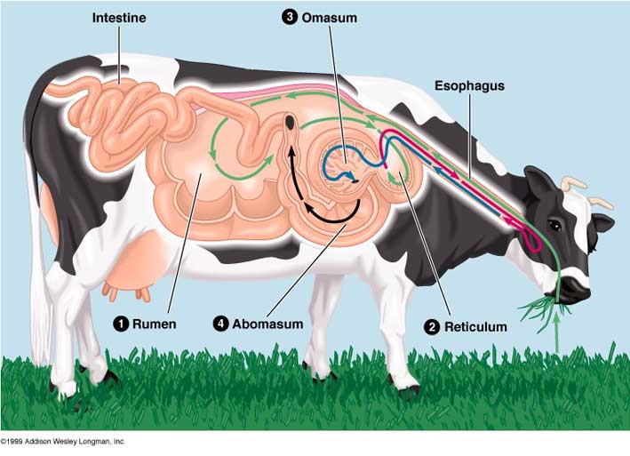 cow-digestion