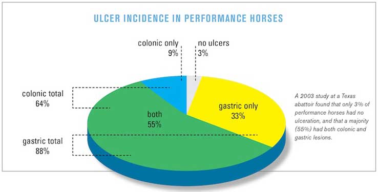 horse-ulcers